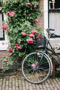 amsterdam, flower wallpaper, bike, beautiful flowers, holland, flower background, flowers, roses, street, nature, bloom, bicycle, phone wallpaper, aesthetic wallpaper